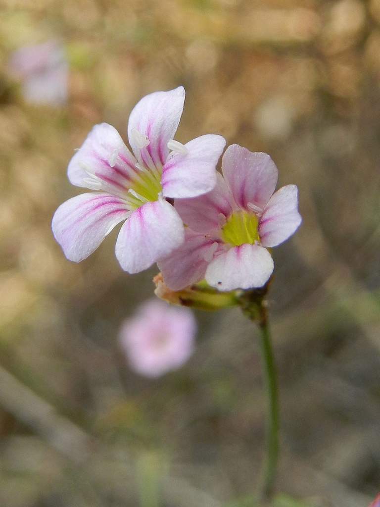 Petrorhagia saxifraga